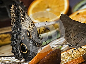 Owl butterfly