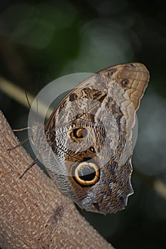 Owl Butterfly