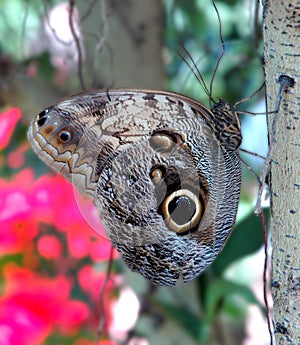 Owl Butterfly