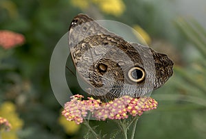 The Owl Butterfly