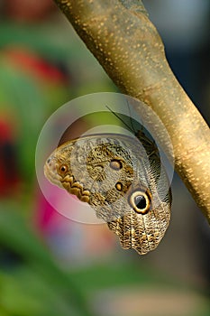 Owl Butterfly