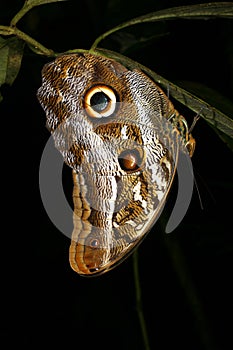 Owl butterfly