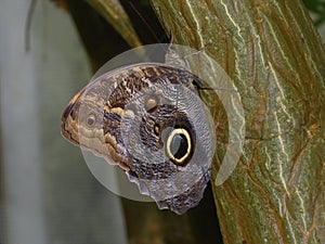 Owl Butterfly alight on a tree trunk