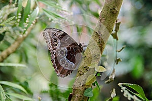 Owl Butterfly at butterfly house. Mainau island