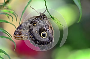 Owl butterfly (Caligo)