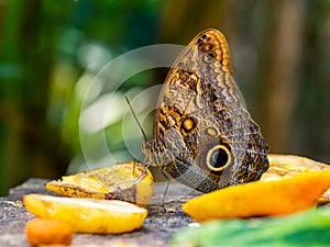 Owl butterfly Caligo eurilochus feeding on fruit with blurred background