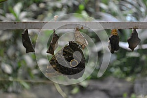 A Owl butterfly Caligo eurilochus is shown emerging from it`s chrysalis.