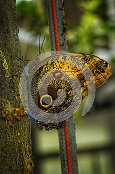 Owl butterfly  - Caligo genus at Antipa Museum in Bucharest