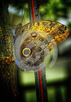 Owl butterfly  - Caligo genus at Antipa Museum in Bucharest