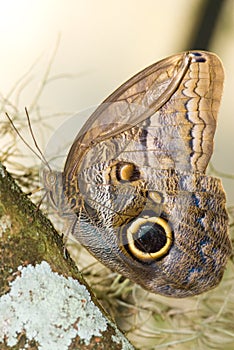 Owl Butterfly (Caligo idumeneus)