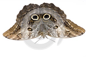 Owl butterfly, Caligo memnon