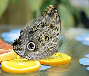 Owl butterfly, Caligo memnon