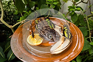 Owl Butterfly Caligo Memnon
