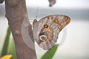 Owl butterfly caligo memnon on tree branch