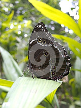 Owl butterfly, Caligo sp., in Amazon rainforest.