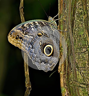 Owl Butterfly camouflaged at dusk.