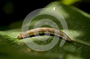 Owl Butterfly Caterpillar - Caligo eurilochus