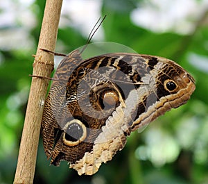 The Owl Butterfly in Costa Rica mariposa naranja