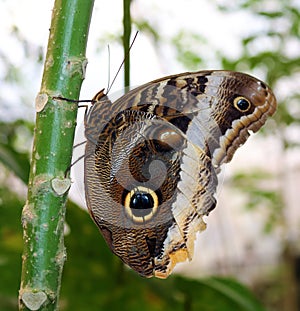 The Owl Butterfly in Costa Rica mariposa naranja photo