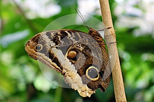 The Owl Butterfly in Costa Rica mariposa naranja photo