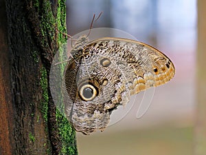 Owl Butterfly. Costa Rica wildlife.