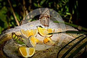 Owl butterfly feeding on fruits