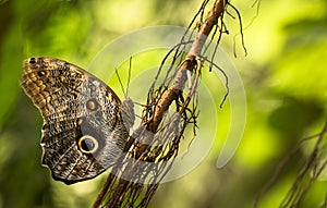 Owl Butterfly in the green forest
