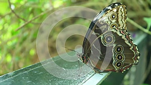 Owl butterfly on green leaf