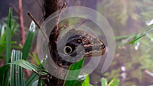 An owl butterfly is hanging on the tree. Victoria Butterfly Gardens butterfly caligo