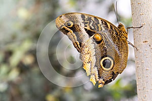 Owl Butterfly