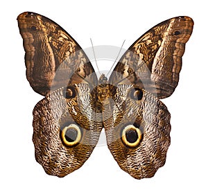 Owl butterfly isolated on white background