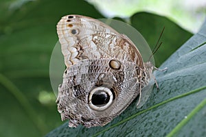 Owl Butterfly on leaf