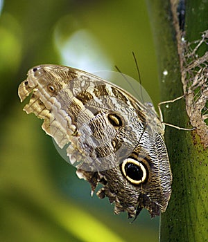 Owl butterfly in Manjal das Garzas Park in Bel m, Brazil photo
