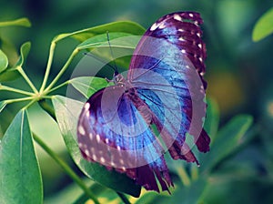 The Owl Butterfly Purple in Costa Rica mariposa violet