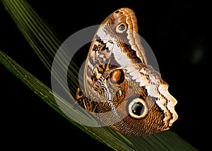 Owl Butterfly Resting at Night