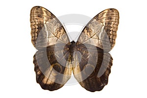 Owl butterfly top side