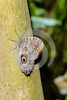 Owl Butterfly on a Tree Trunk