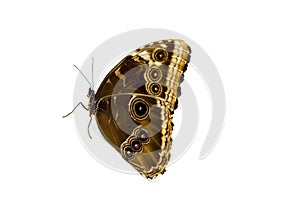 Owl Butterfly on White Background