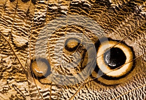 Owl butterfly wing close-up