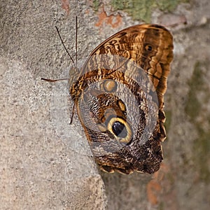 Owl butterfly with wings decorated with large eyes. Caligo memnon, the giant owl, is a butterfly of the Nymphalidae family. Ventra