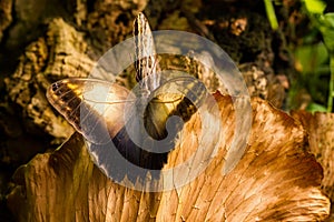 Owl butterfly wings merger with a dead leaf