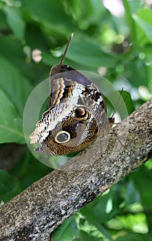 Owl Butterfly