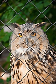 Owl in a cage photo