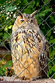 Owl in a cage photo
