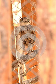 An owl in a cage looking puzzled