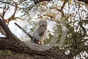 Owl in camelthorn tree