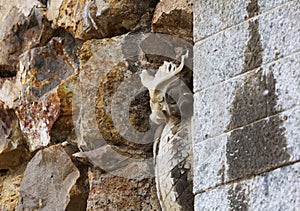 Owl camouflaged among the stones