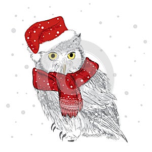 Owl in a cap and scarf were drawn by hand. Owl vector . Bird clothing. photo