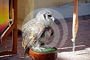 Owl captive in Spain. Owl on a chain at daylight in an ambulant Zoo. A prisoner little owl is a toy for people. Owl close-up