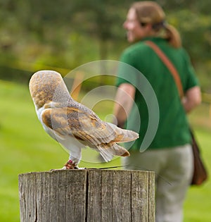 An owl in captivity